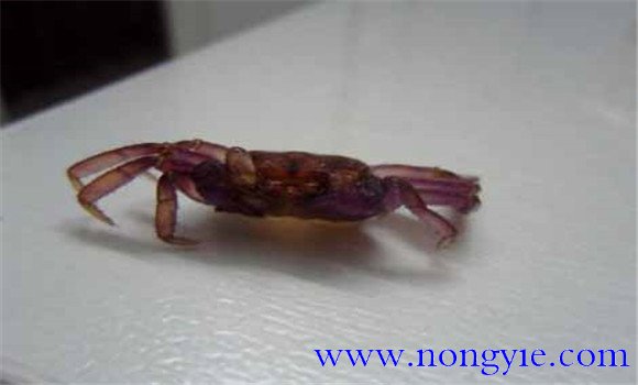 河蟹脫殼的規律