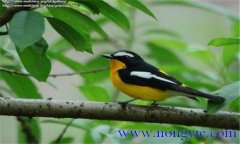 如何調教百靈鳥？百靈鳥的調教與訓練方法
