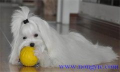 怎樣選購與飼養管理馬耳他犬