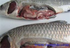 草魚出血病發病原因、癥狀、治療方法