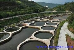 羅非魚混養什么魚好 羅非魚混養方法與技術