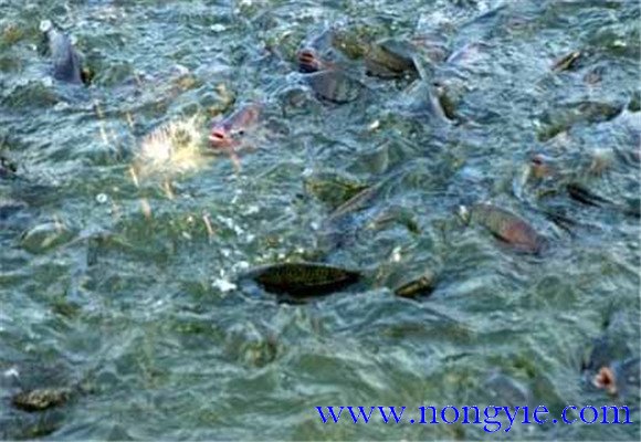 羅非魚的混養模式