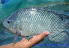 羅非魚的原產地是哪里，其生活習性如何？