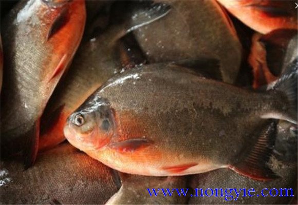 紅鯧魚是海魚還是河魚 紅鯧魚養殖技術要點