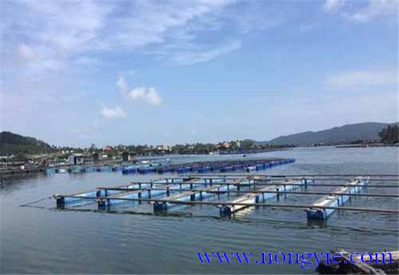金鯧魚養殖海區的選擇