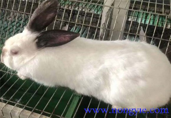 種公兔飼料配方注意事項 種公兔的飼養管理技術