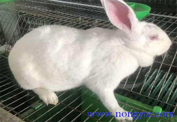 種公兔的飼養管理要點