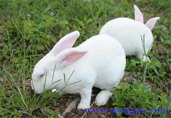 哺乳期母兔的飼養目標