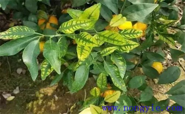果樹缺鋅的癥狀及表現