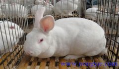 商品獺兔飼養管理必須要做好的幾項工作