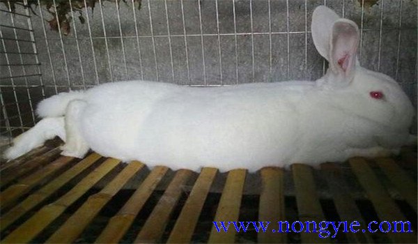 商品獺兔飼養管理