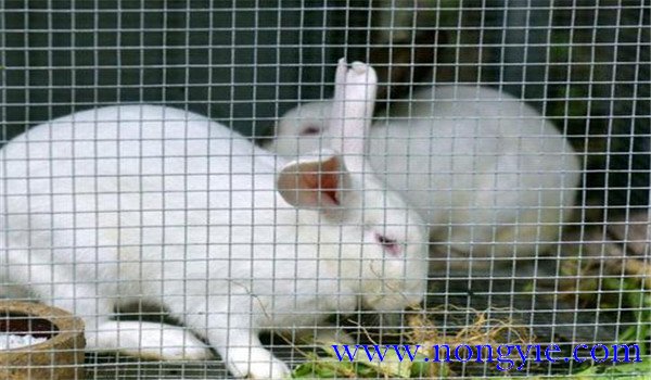 商品獺兔飼養管理2