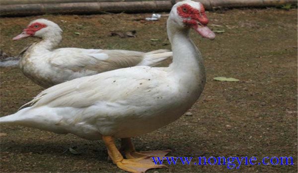 限制飼養應注意的問題