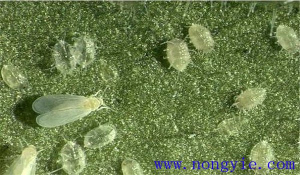 白粉虱怎么治，白粉虱用什么藥防治
