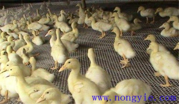 飼養密度要合理