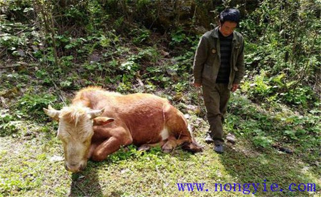 牛食用爛紅薯中毒的癥狀表現、診治與治療方法