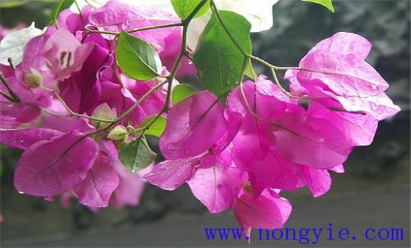 葉子花（三角花）如何養殖