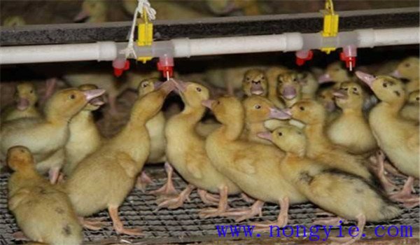 雛鴨的飼養方法與管理要點
