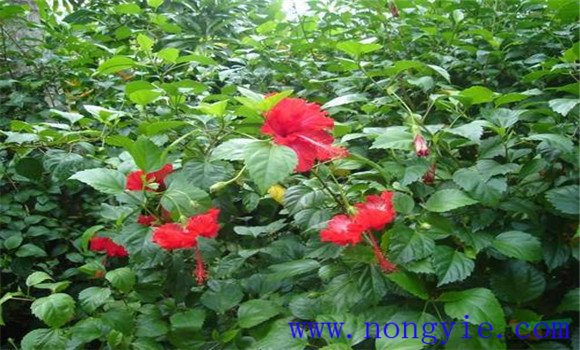 盆栽扶?；ㄔ趺答B才能開好花