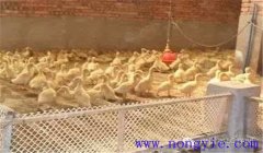 夏季養鴨高溫怎么辦 夏季養鴨怎樣降溫