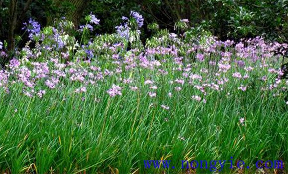 百子蓮怎么養才開花