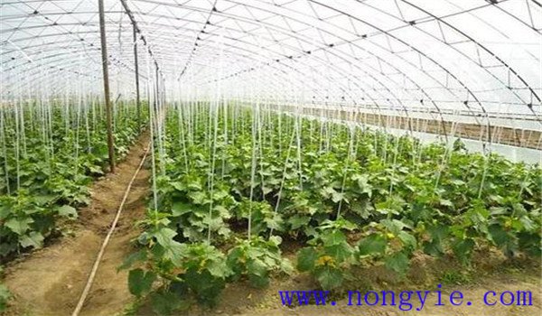 如何合理施用氮肥，施氮肥注意什么