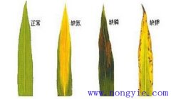 玉米缺素癥狀表現有哪些 玉米缺素癥怎么處理