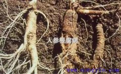 人參根腐病如何防治 人參根腐病病原及發病規律