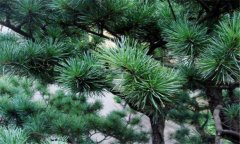 日本五針松的生態習性與栽培管理需知