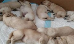 幼狗怎么養 幼狗的飼喂與管理方法