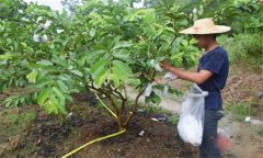 番石榴修剪方法與疏花疏果、果實套袋技術要點