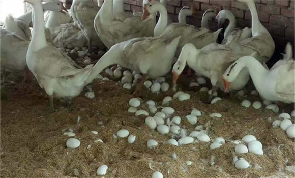 蛋鵝的飼養