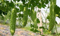 苦瓜種植技術與管理法？苦瓜該如何種植？