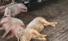 非洲豬瘟的癥狀是什么？如何預防非洲豬瘟？