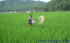 水稻用什么肥料好？水稻施肥需要注意的事項