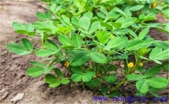 花生的需肥特點是什么？花生葉面噴肥關鍵技術