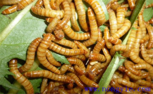 黃粉蟲的飼養管理技術要點