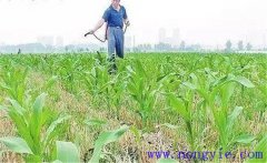 怎樣使用玉米除草劑，有哪些需注意事項？