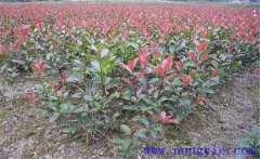 紅楠是紅葉石楠嗎？紅楠簡介