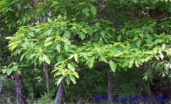檫樹種植技術要點 檫樹的生態習性簡介