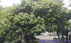 紫楠是常綠還是落葉植物，紫楠樹簡介