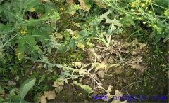油菜病害有哪些？油菜病蟲害防治技術