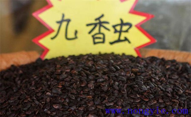 九香蟲的養殖技術要點