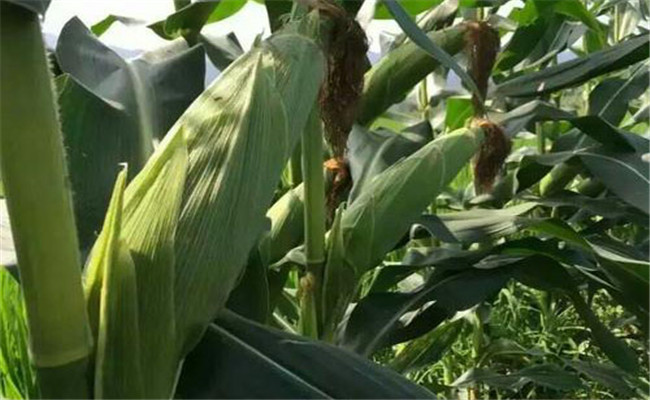 玉米雜交種的好處主要表現