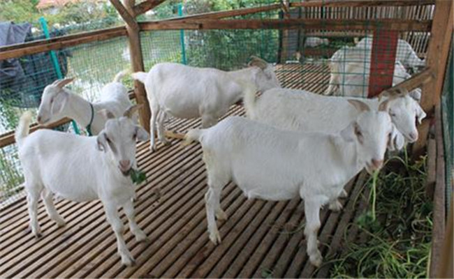 肉羊發情的重復性