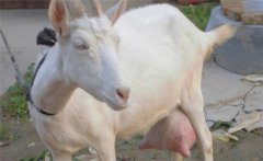 奶山羊泌乳期的飼養管理技術要點