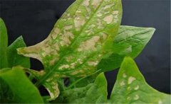 菠菜斑點病有哪些特征？菠菜斑點病的防治方法