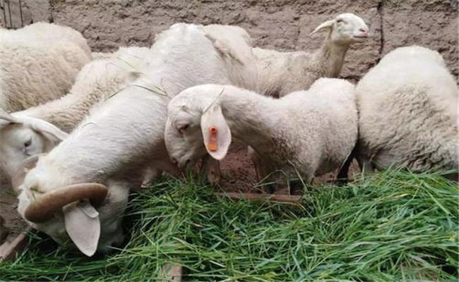 加強繁殖母羊飼養，減少羔羊死亡