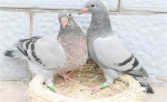 鴿子怎樣選種與育種？種鴿的飼養與管理方法
