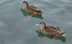 野鴨是幾級保護動物？野鴨十大種類(品種)簡介